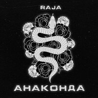 kavabanga Depo kolibri, Raja - Анаконда