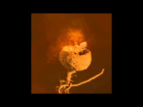 УННВ - Скандал