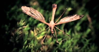 Fates Warning - Firefly