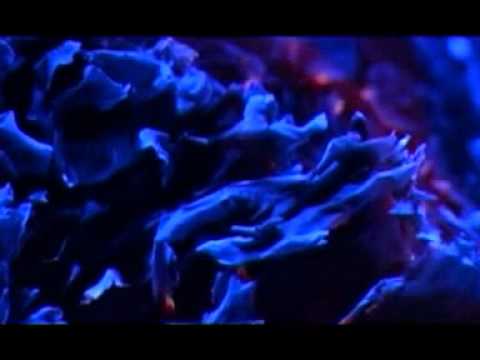 Flëur - Никогда