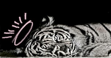 Gin Wigmore - Hangover Halo