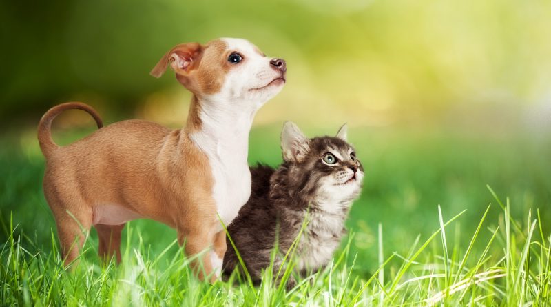 Aerosmith - Walkin' The Dog