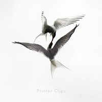 Printer Clips, Lisa Hannigan, Paul Noonan - Apparatchik