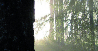 Burzum - Sverddans