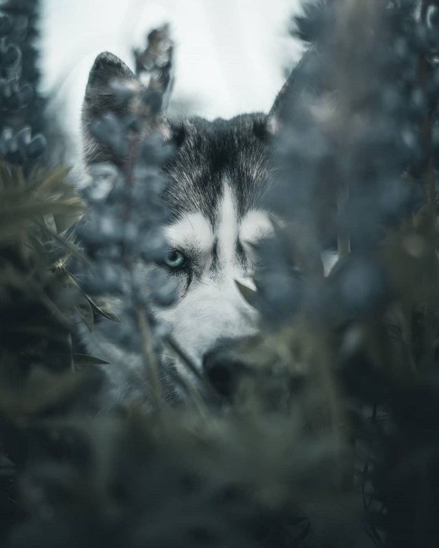 Rabbit in the Bag Nico Vega