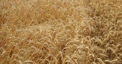 Brett Anderson - Wheatfields
