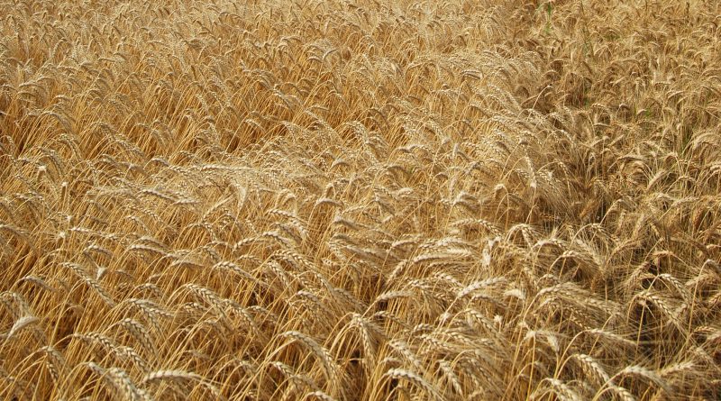 Brett Anderson - Wheatfields
