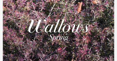 Wallows
