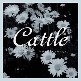 Cattle - Amy