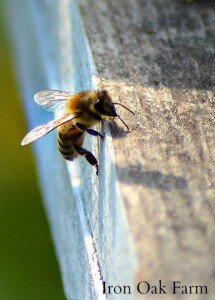 She Keeps Bees - Arms Length