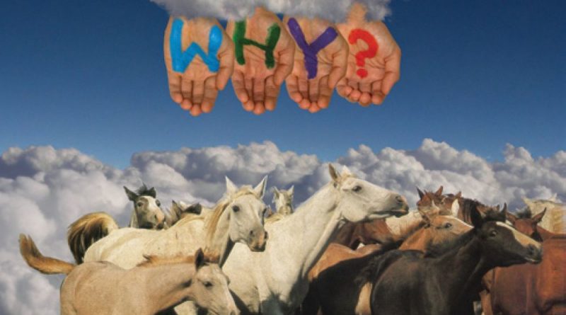 WHY? - The Hollows