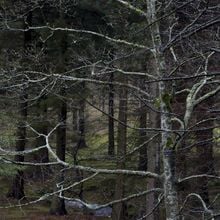 Drenge - Favourite Son