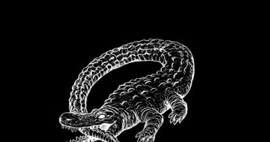 Catfish and the Bottlemen - Red