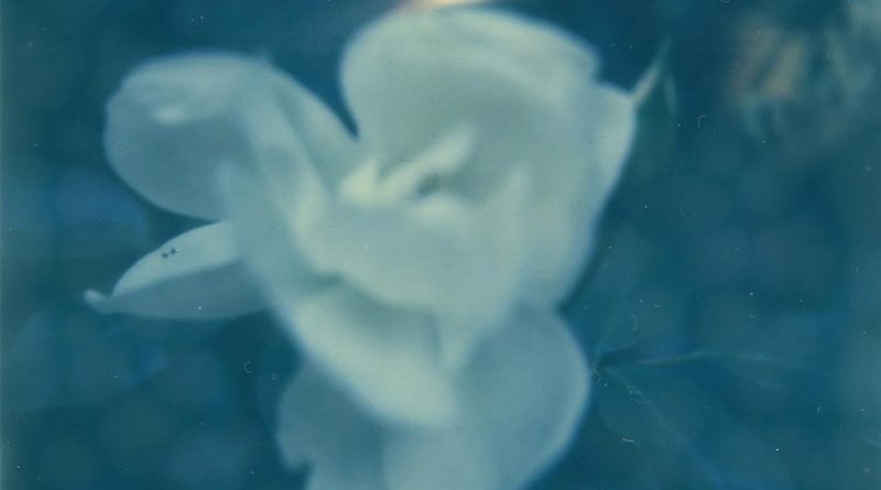 Day Wave - Home