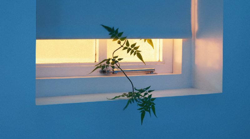 NXN - Vine